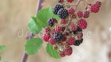 挂在树枝上的黑莓、<strong>红宝</strong>石果